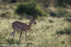 gazelle de Grant / Grant's gazella