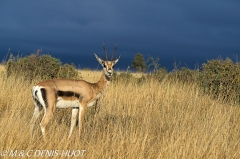 gazelle de Thomson / Thomson's gazelle