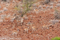 Springbok and zebra