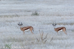 Springbok