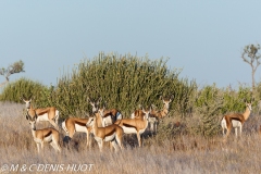 Springbok