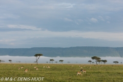 gazelle de Thomson / Thomson's gazelle