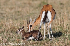 gazelle de Thomson / Thomson's gazelle