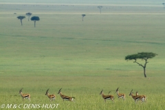 gazelle de Thomson / Thomson's gazelle