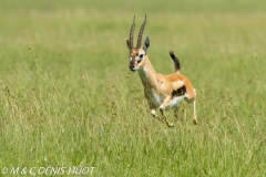 gazelle de Thomson / Thomson's gazelle