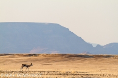 Springbok