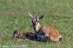 gazelle de Thomson / Thomson's gazelle