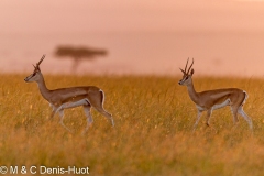 gazelle de Thomson / Thomson's gazelle