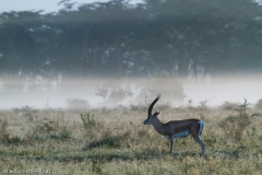 gazelle de Grant / Grant's gazella