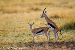 gazelle de Thomson / Thomson's gazelle