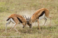 gazelle de Thomson / Thomson's gazelle