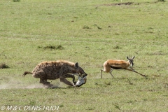 gazelle de Thomson / Thomson's gazelle