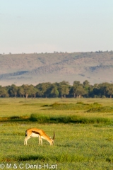 gazelle de Thomson / Thomson's gazelle