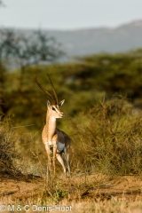gazelle de Grant / Grant's gazella