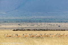 gazelle de Thomson / Thomson's gazelle