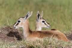 gazelle de Thomson / Thomson's gazelle