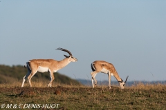 gazelle de Grant / Grant's gazella