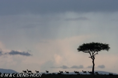 gazelle de Thomson / Thomson's gazelle