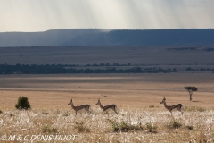 gazelle de Grant / Grant's gazella