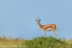 gazelle de Grant / Grant's gazella