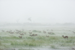 gazelle de Thomson / Thomson's gazelle