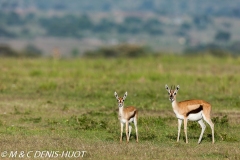 gazelle de Thomson / Thomson's gazelle