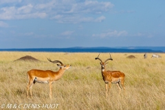 impala