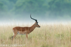 impala