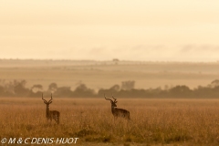 impala