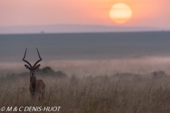 impala