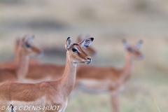 impala