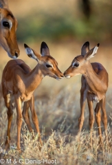 impala