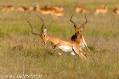 impala