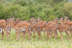 impala