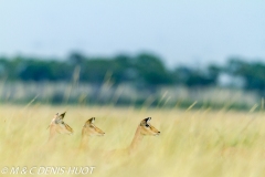 impala