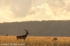 impala