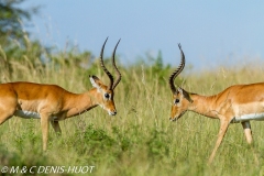 impala