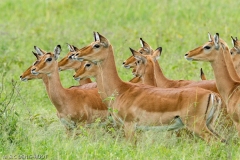 impala