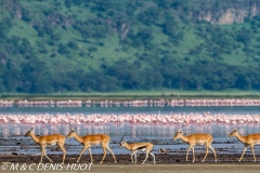 impala