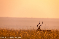 impala