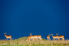 impala