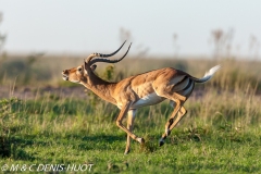 impala