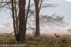 impala