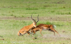 impala