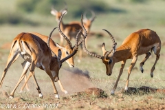 impala