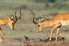 impala