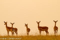 impala