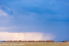 impala