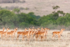 impala