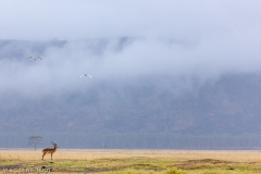 impala